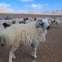 قوچ دورگه(بافت)