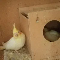 جوجه عروس هلندی سرلاکی لوتینو و البینو|پرنده|مسجد سلیمان, |دیوار