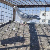 چند عدد کبوتر|پرنده|تربت‌حیدریه, میدان مرکزی|دیوار