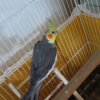 طوطی عروس نرو ماده مولد و قفس