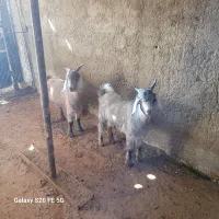 دوراس بزغاله نر