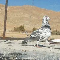 کبوتر|پرنده|شیراز, محمدیه|دیوار