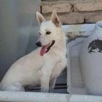 سگ خانگی باهوش و زیبا