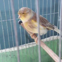 قناری ماده گلستر|پرنده|کرج, حسین‌آباد|دیوار