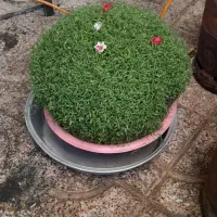 سبزه خوب و خوشگل