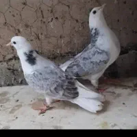 کبوتر بعد ظهری|پرنده|خمینی‌شهر, |دیوار