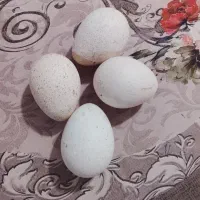 تخم بوقلمون