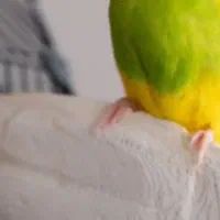 وسایل پرنده