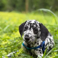 واگذاری دالمیشن