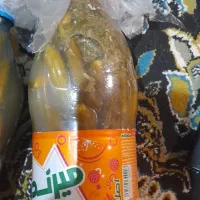 خیارشور تازه ومحلی|خوردنی و آشامیدنی|شیراز, مسلم|دیوار