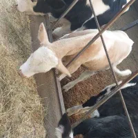 3راس گوساله فروشی|حیوانات مزرعه|بشاریات, |دیوار