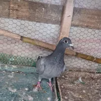 کبوتر ماده پلاکی مسافتی|پرنده|گلوگاه بابل (گلیا), |دیوار