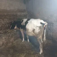 فروش گاو جوان چاق