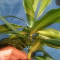 قلمه جوانه برگ انجیری،بامبوخاکی،..