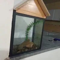 اکواریوم|ماهی|دیواندره, |دیوار