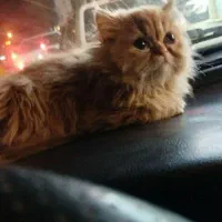 واگذاری گربه پرشین