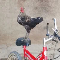 خروس