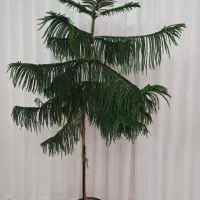 گل مطبق|گل و گیاه طبیعی|رباط‌کریم, رباط‌کریم|دیوار