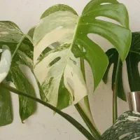 گل وگیاه|گل و گیاه طبیعی|شیروان (خراسان), |دیوار