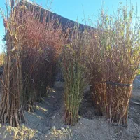 انواع نهال و درخت تک و عمده موجود|خدمات باغبانی و درختکاری|خمینیشهر, |دیوار