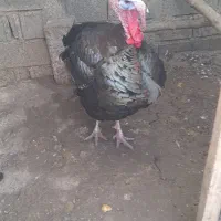 حیوانات مزرعه(بوقلمون)|حیوانات مزرعه|لنگرود, |دیوار