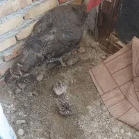 بوقلمون با ۲تا جوجه