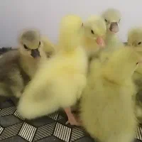 جوجه قوغاز وغاز