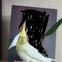 عروس هلندی گم شده، به یابنده مژدگانی داده میشود