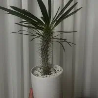 نخل ماداگاسکار