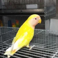 طوطی برزیلی دستی سرلاکی/جفت/نرماده/یوونگ/عروس راهب|پرنده|نظرآباد, صالح آباد|دیوار