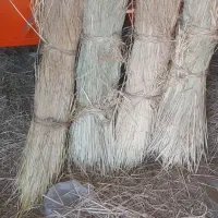 کلوش و ساقه برنج