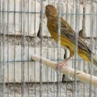 قناری|پرنده|شیراز, کرونی(خاتونک)|دیوار