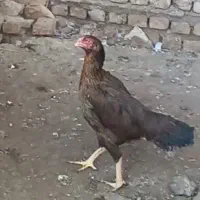 مرغ لاری|حیوانات مزرعه|سرخنکلاته, |دیوار