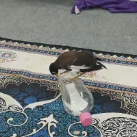 مرغ مینانر