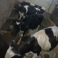 فروش سه راس گوساله|حیوانات مزرعه|زرین دشت (همدان), |دیوار