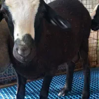 بره قوچ|حیوانات مزرعه|قائم‌شهر, |دیوار