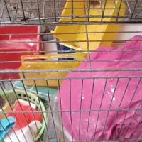 ۲ عدد قفس پرنده همراه با وسایلش|لوازم جانبی حیوانات|بندر ماهشهر, |دیوار