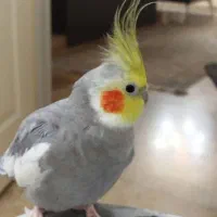 عروس هلندی|پرنده|کهریزک, |دیوار