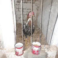 جوجه خروس لاری