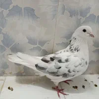 کبوتر نر مست معاوضه با ماده
