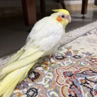 جوجه عروس هلندی