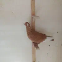 کفتر