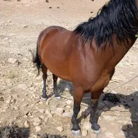 فروش مادیون