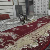 سگ هاسکی