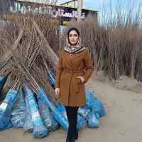 فروش نهال انجیر رقم تجاری و پر بار ارسال فوری