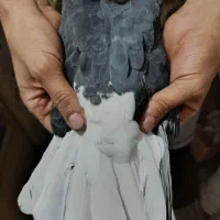 کفتر|پرنده|مشهد, شیرحصار|دیوار