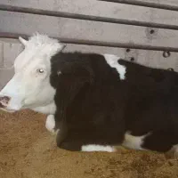 گاو آبستن|حیوانات مزرعه|دهدشت, |دیوار