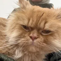 گربه پرشین شرایط خاص