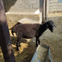 دو عدد گوسفند|حیوانات مزرعه|گنبد کاووس, |دیوار