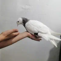 کبوتر. طوقی|پرنده|جوانرود, |دیوار